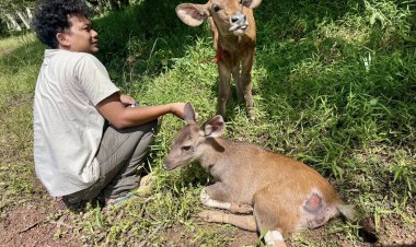 'ลูกกระทิง-ลูกกวาง' พลัดหลงถูกนำไปรักษาที่สถานีเพาะเลี้ยงสัตว์ป่าช่องกล่ำบน