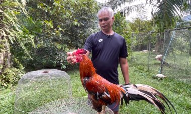 ้เกษตรกรเมืองตรัง ใช้พื้นที่ว่างในสวนปาล์มเพาะเลี้ยงไก่ชนขายตลาดสดใส