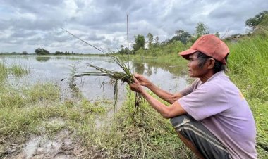 แม่น้ำมูลล้นตลิ่งไหลท่วมน้ำข้าวเสียหายแล้วกว่า 200 ไร่