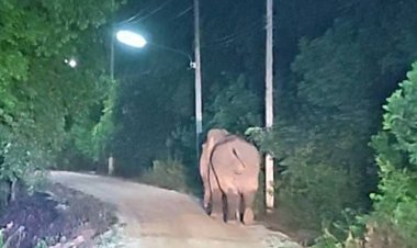 ช้างป่าทับลานคลั่งไล่กระทืบชาวบ้านเมืองนาดีร่างจมดินดับคาที่