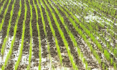 ปลื้ม!!โครงการยกระดับมาตรฐาน ดันมูลค่าสินค้าเกษตรปลอดภัยพุ่งเกือบ 20%