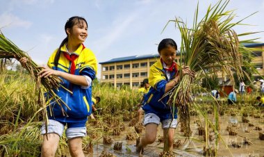 กุ้ยโจวสือปิง: "ฟาร์มหัวใจเด็ก" ต้อนรับการเก็บเกี่ยวที่อุดมสมบูรณ์