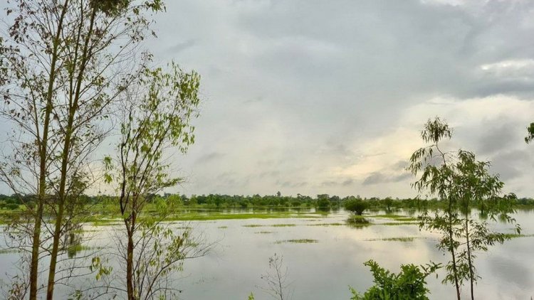 ฝนกระหน่ำหนักติดต่อหลายวัน นาข้าวอีสานล่ม อำนาจเจริญจมน้ำ 500 ไร่