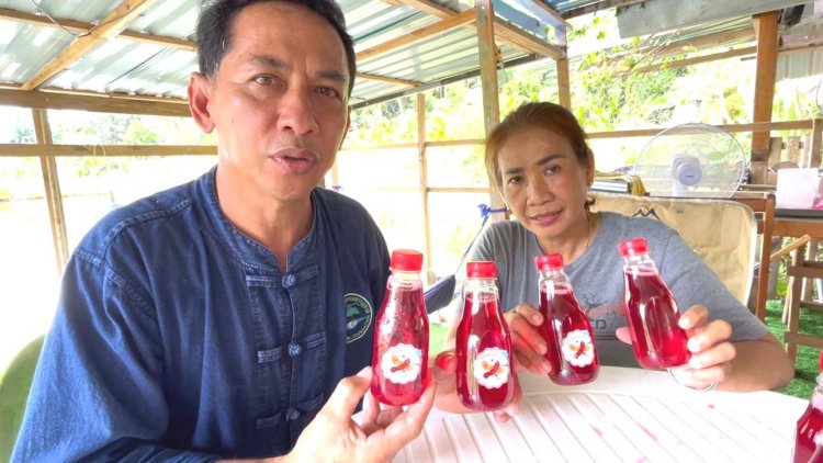 เกษตรกรตรังพลิกแปลงบ่อกุ้งปลูกมะขามแดงแปรรูป “น้ำมะขามแดง” เพิ่มมูลค่า