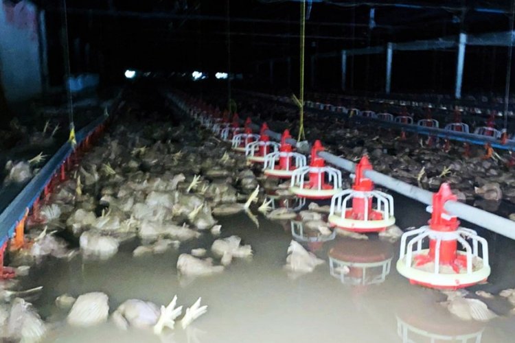 เจ้าของฟาร์มไก่ระยองน้ำตาตกน้ำท่วมโรงเลี้ยงไก่ตาย5หมื่นตัวเจ๊งกว่า10ล้าน