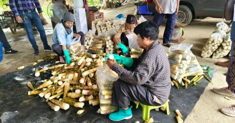 ผลักดัน “หน่อไม้เป๊าะ” จ.แพร่ สู่สินค้าเกษตรมูลค่าสูง