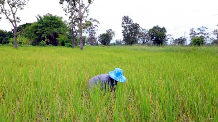 ศมข.อุบลฯ หนุน “ศูนย์ข้าวชุมชนบัวงาม” ผลิตเมล็ดพันธุ์คุณภาพ สร้างรายได้มั่นคงให้เกษตรกร