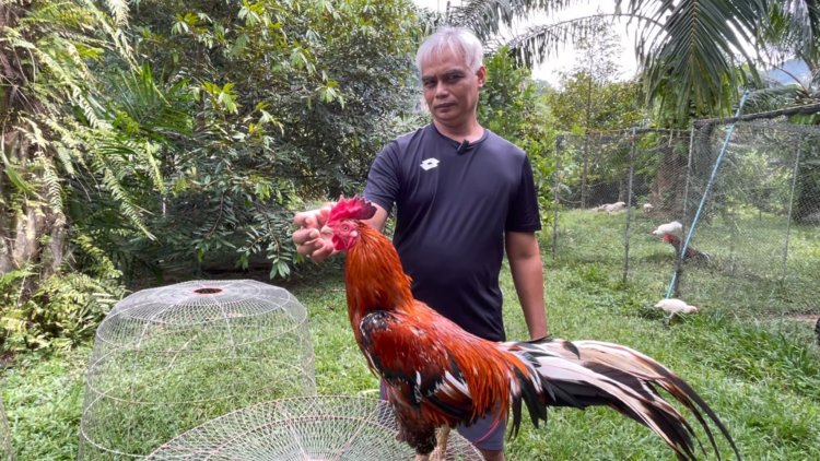 ้เกษตรกรเมืองตรัง ใช้พื้นที่ว่างในสวนปาล์มเพาะเลี้ยงไก่ชนขายตลาดสดใส