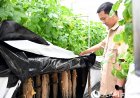 เบื้องหลัง “กระแสเก็บมันฝรั่ง” ในมองโกเลีย