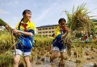 โรงเรียนในกุ้ยโจวให้นักเรียนสัมผัสประสบการณ์ 'เกี่ยวข้าว' แบบดั้งเดิม