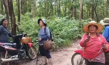 เขตอนุรักษ์พันธุ์สัตว์ป่าห้วยขาแข้งเข้มชาบ้านเข้าหาเห็ดป้องซ้ำรอยช้างทำร้าย