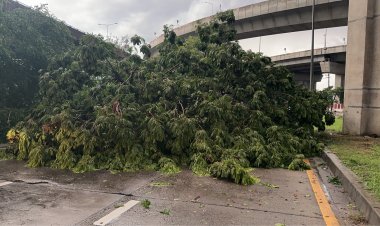 ฝนถล่มกรุงลมกระโชกแรงโค่นต้นไม้ล้มทับถนนจราจรอัมพาต