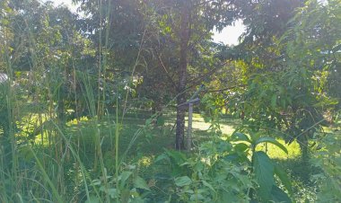 “เบรก” ปลูก ทุเรียน “พื้นภู ภูเขา” โดนมรสุมลมแรง ฝนถล่มเสียหายหนักทุกปี