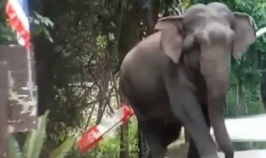 ฮือฮา!ช้างป่าน่ารักโผล่ขอผ่านทาง เดินอวดโฉมให้ชื่นชม