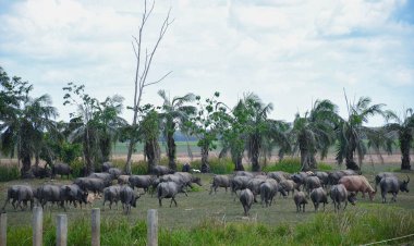 “ลุ่มน้ำทะเลสาบสงขลา” ชูธง Soft Power “ควายน้ำเลน้อย-มรดกโลก”