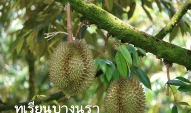 ปี 2568 สินค้า GI ไทยรุ่ง! ทุเรียน–ข้าว–เหล้าแป้ ติดท็อปเทนมูลค่ากว่า 6.1 พันล้าน