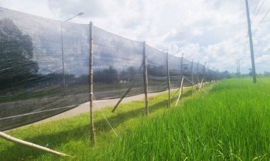 ชาวนาบุรีรัมย์ ลงทุนซื้อสแลนบังแสงไฟริมถนน ป้องกันข้าวไม่ออกรวง-เมล็ดลีบ