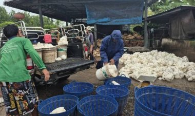 เกษตรกรชายแดนบุรีรัมย์เร่งกรีดยางขาย สำรองเงินไว้อพยพหนีสู้รบรอบ 2