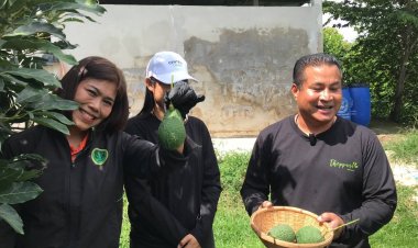 เกษตรกรชัยภูมิสุดเจ๋งอบถ่านธรรมชาติ ไบโอชาร์ บำรุงสวนอะโวคาโดคาร์บอนต่ำหนึ่งเดียวในโลก