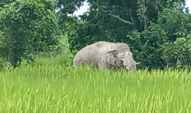 จนท.อุทยานฯเตรียมผลักดัน“พลายงาบิด” กลับเขาอ่างฤาไนแปดริ้ว