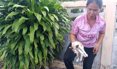 ชื่นชม!สาวนิรนามเมตตาเอาลูกแมวถูกนำมาปล่อยข้างวัดไปเลี้ยง