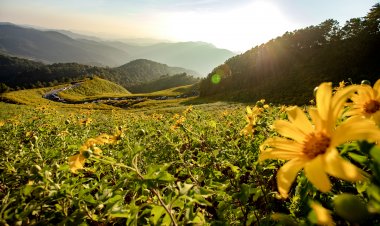 พร้อมเที่ยวหรือยัง!แม่ฮ่องสอนเปิดฤดูท่องเที่ยวเทศกาล "ทุ่งดอกบัวตอก"