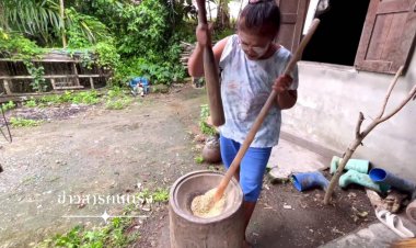 “ข้าวเม่าตำมือ”เมืองตรัง เมนูย้อนยุค หอมนุ่มอร่อย ได้กินปีละครั้ง