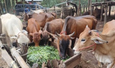 ลุยขับเคลื่อนโครงการอาหารสัตว์ธงเขียว มุ่งลดต้นทุน  สร้างรายได้เกษตรกร