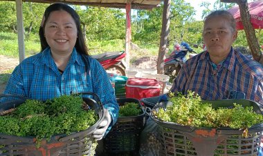 เกษตรกรปราจีนฯเฮ!สะเดามันทวายออกดอกรับต้นหนาวเก็บขายกก.ละ130 บาท