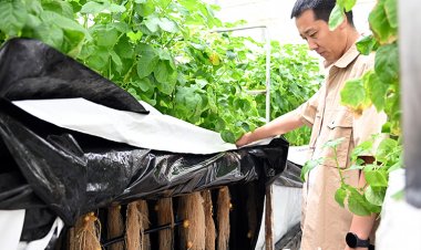 เบื้องหลัง “กระแสเก็บมันฝรั่ง” ในมองโกเลีย