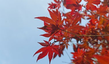 งดงามจับใจ! ใบเมเปิ้ลบน 'ภูเขาเม่าเฟิง' เปลี่ยนสีรับฤดูใบไม้ร่วง