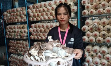 สาวโรงงานปราจีนบุรีเพาะเห็ดขายอาชีพเสริมสร้างรายได้วันละ 400 บาท