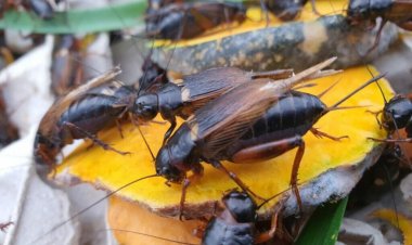 ปัญมนัสฟาร์ม ต้นแบบฟาร์มจิ้งหรีดไทย มาตรฐาน GAP โปรตีนจากแมลงอาหารแห่งอนาคต