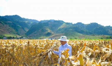 ซินเจนทา พลิกโฉมข้าวโพดเลี้ยงสัตว์ไทย ด้วยนวัตกรรมเทคโนโลยีชีวภาพ สู่เกษตรยั่งยืน