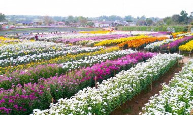 "วังน้ำเขียว" เตรียมจัดงานเบญจมาศบานถวายความอาลัยพระพันปีหลวง