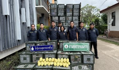 ศภ.2 สกัดจับ "มะม่วงหนีภาษี"กลางเมืองมุกดาหารกว่า 10 ตันมูลค่า 3.8 แสนบาท