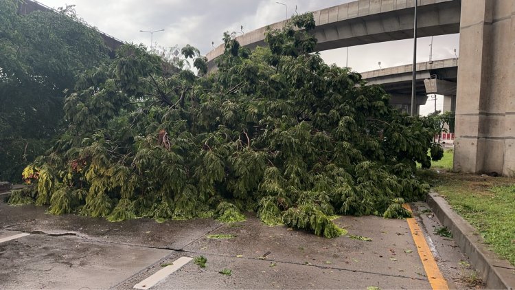 ฝนถล่มกรุงลมกระโชกแรงโค่นต้นไม้ล้มทับถนนจราจรอัมพาต