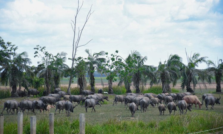 “ลุ่มน้ำทะเลสาบสงขลา” ชูธง Soft Power “ควายน้ำเลน้อย-มรดกโลก”