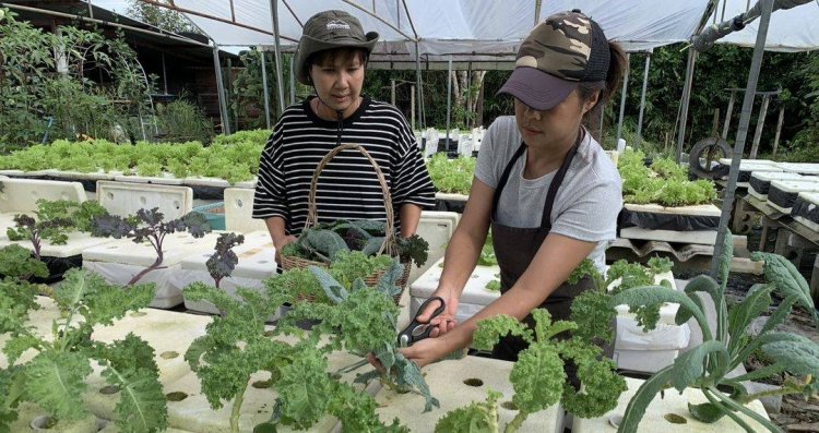 'สองเพื่อนซี้' พลิกวิกฤต ปลูกผัก- เลี้ยงไก่อารมณ์ดี สร้างรายได้หลักพันต่อวัน