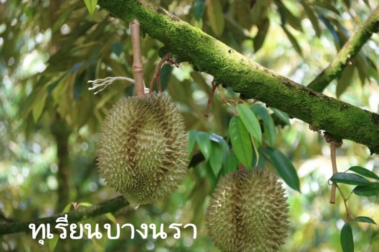 ปี 2568 สินค้า GI ไทยรุ่ง! ทุเรียน–ข้าว–เหล้าแป้ ติดท็อปเทนมูลค่ากว่า 6.1 พันล้าน