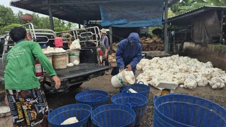 เกษตรกรชายแดนบุรีรัมย์เร่งกรีดยางขาย สำรองเงินไว้อพยพหนีสู้รบรอบ 2