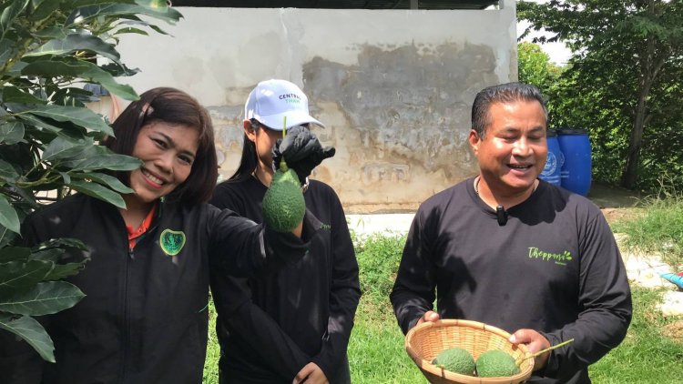 เกษตรกรชัยภูมิสุดเจ๋งอบถ่านธรรมชาติ ไบโอชาร์ บำรุงสวนอะโวคาโดคาร์บอนต่ำหนึ่งเดียวในโลก