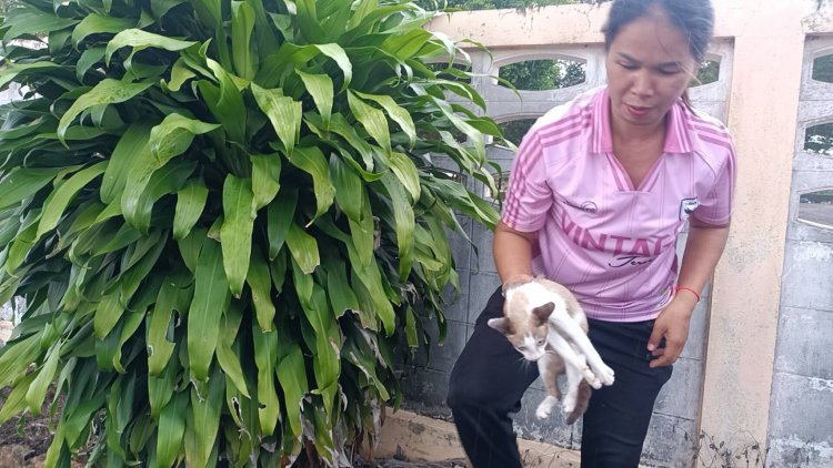 ชื่นชม!สาวนิรนามเมตตาเอาลูกแมวถูกนำมาปล่อยข้างวัดไปเลี้ยง