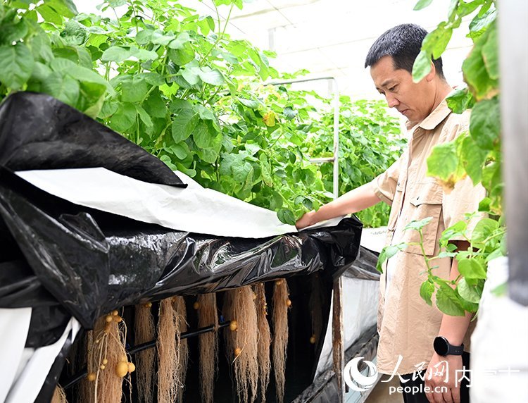 เบื้องหลัง “กระแสเก็บมันฝรั่ง” ในมองโกเลีย