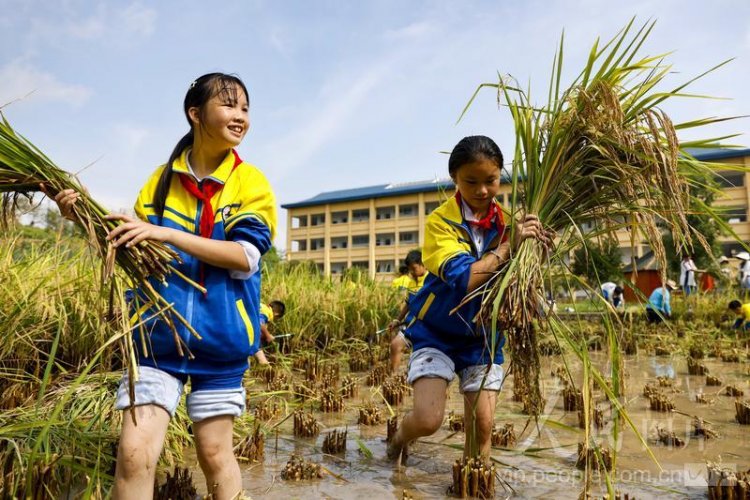 โรงเรียนในกุ้ยโจวให้นักเรียนสัมผัสประสบการณ์ 'เกี่ยวข้าว' แบบดั้งเดิม