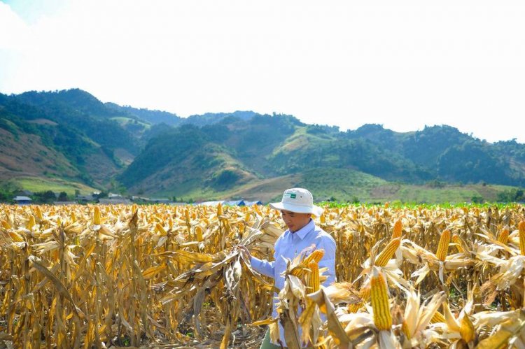 ซินเจนทา พลิกโฉมข้าวโพดเลี้ยงสัตว์ไทย ด้วยนวัตกรรมเทคโนโลยีชีวภาพ สู่เกษตรยั่งยืน