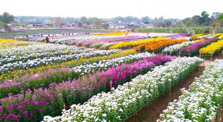 "วังน้ำเขียว" เตรียมจัดงานเบญจมาศบานถวายความอาลัยพระพันปีหลวง