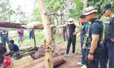 ขุนหาญจับกุมชาวบ้านลักลอบแปรรูปไม้พะยูง ไม้หวงห้ามราคาสูง