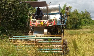 เกษตรกรกบินทร์บุรีเร่งเกี่ยวข้าวหนีช้างป่าหนีแล้งลงเขาทำรายพืชผล