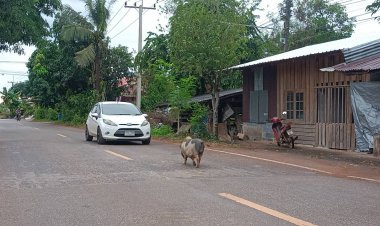 ฮือฮา!เจ้าโทนหมูแคระจอมซ่าส์ขี้เหงาเดินข้ามหมู่บ้านหาสาว-ฝูงวัวบนถนน2กม.ทุกวัน